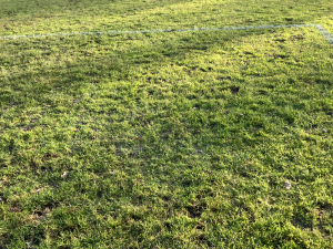 Het zeer hobbelige natuurgras